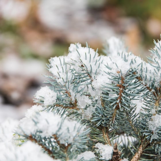 Snowy fir